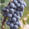 Bunch of Bobal grapes (from Wikipedia)